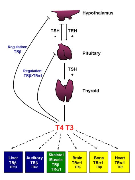 Hypothalamic Pituitary Thyroid Hpt Axis Tissue Distribution Of Trs