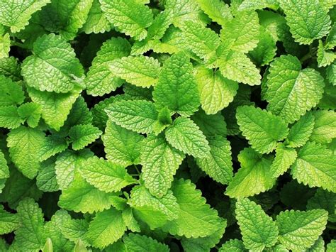 Popular Types Of Mint 12 Types Complete Guide Northern Nester