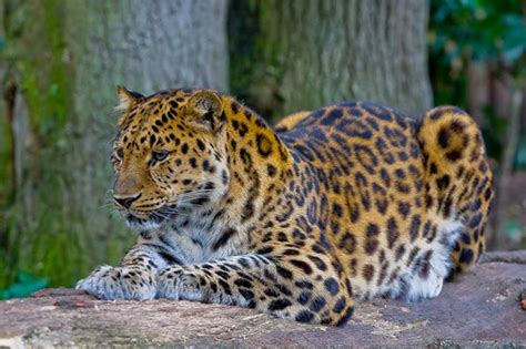 Safari Sri Lanka Amur Leopard Worlds Rarest Wild Cat Doubles In Number