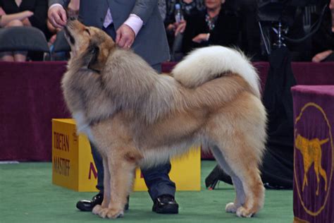 Tibetan Mastiff Dog Breed Information Photos Traits And Facts Dogdelite