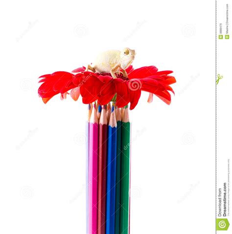 Pencils And Flower Stock Image Image Of Craft Classroom 9889479