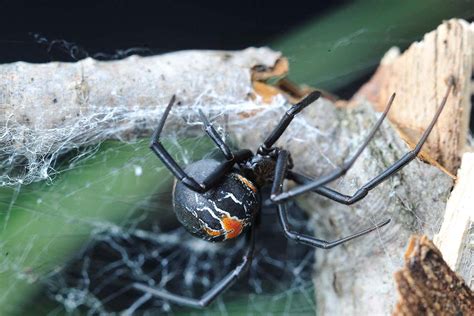 Female Black Widow Spider Mates With And Eats Multiple Males New