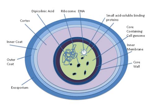Bacillus Subtilis Labeled Diagram