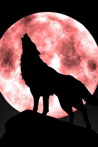 The added symbolism of howling makes a wolf howling at the moon a perfect. Howling at the Moon