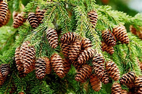 Spruce Description Species And Uses Britannica