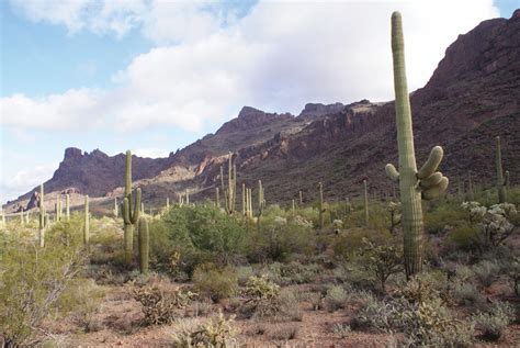 Camels evolved and physically adapted to hot desert days and cold desert nights in multiple ways. An Excerpt From 'The Saguaro Cactus: A Natural History ...
