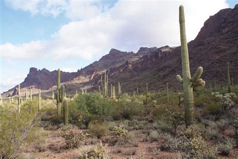 2.thick waxy skin in order to reduce water loss through pores. An Excerpt From 'The Saguaro Cactus: A Natural History ...