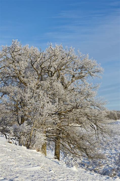 Trees With Hoar Frost Stock Photo Image Of Land Cold 63626976