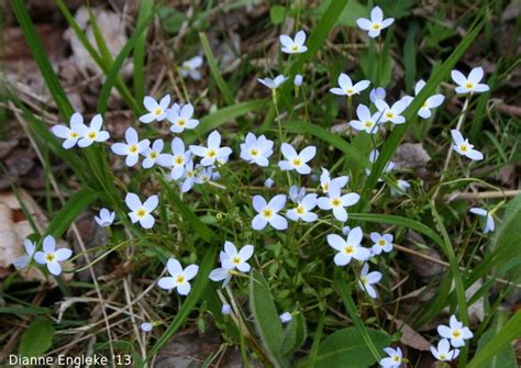 Bluets A Spring Wildflower In The Eastern Us It Makes A Beautiful