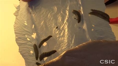 Scientists Found Plastic Eating Worms That Could Save Our Planet