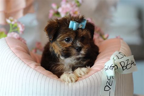 Maltipoo puppies teacups puppies maltipoo puppies our puppies are not kennel raised, but are raised right in our home and treated like our own children. Teacup ShihPoo Puppies! ♥♥♥ Bring This Perfect Baby Home ...