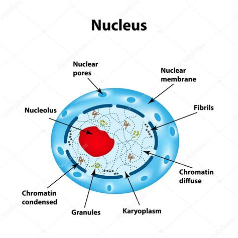 The Structure Of The Human Cell Nucleus Infographics Vector