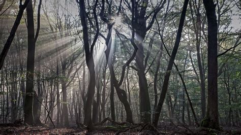 1920x1080 1920x1080 Nature Trees Forest Branch Leaves Wood Mist Sun
