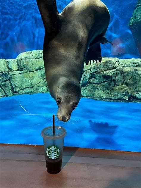Odysea Aquarium In Scottsdale Unveils 2 New Exhibits Starbucks