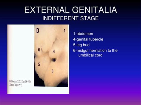 Ppt Embryology Of The Female Genital Tract Powerpoint
