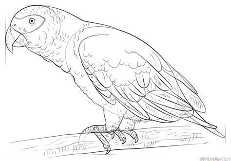 141 25 picture frame animal. How to draw an african grey parrot | Step by step Drawing ...
