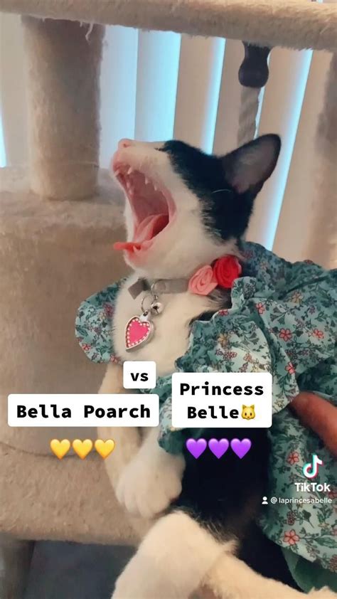 Bella Poarch Vs Princess Belle Video Cat Memes Cute Cat Cat Breeds
