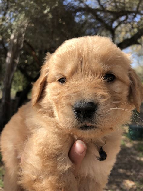 Golden Retriever Puppies For Sale Waco Tx 273561