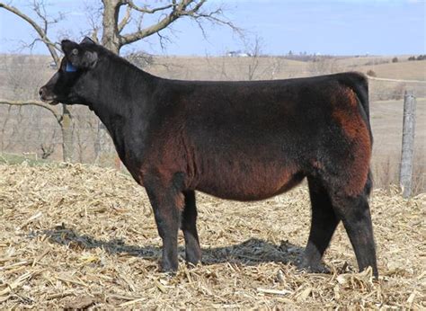 rcc blog wilson cattle company fall born heifer sale
