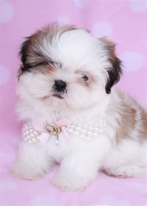 20 HQ Pictures Teacup Shih Tzu Puppies For Sale : Shih Tzu Puppies For Sale | Lake Ozark, MO