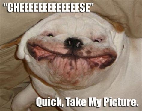 Funniest Animal Pictures With Captions