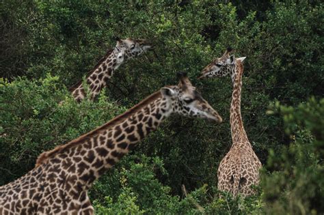 Us To Consider Listing Giraffes As Endangered Species The New York