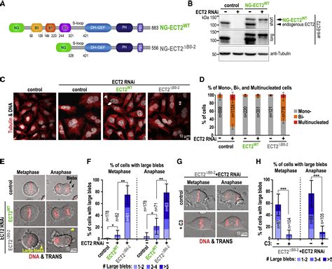 The Brct Domains Of Ect2 Have Distinct Functions During Cytokinesis