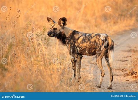 Afrikaanse Wilde Hond Stock Foto Image Of Jacht Wildernis 43748660