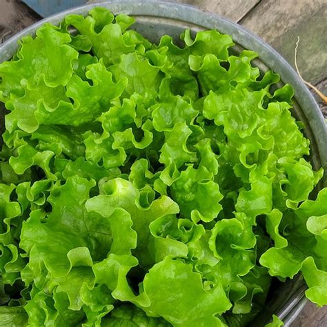Buy Fresh Green Leaf Lettuce Online Hardie