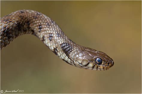 British Snakes