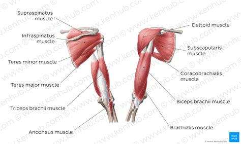 This image is titled muscles of the arm diagram and is attached to our article about the 4 best be sure to visit the guide for more context and information about muscles of the arm diagram, or read. Diagram / Pictures: Muscles of the arm and the shoulder ...