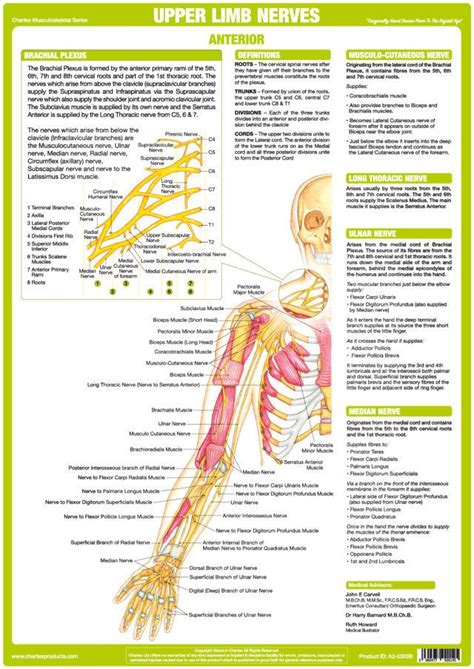 Maybe you would like to learn more about one of these? Upper Limb Nerve Chart - Anterior | Nervous system anatomy, Human body nervous system, Nerve anatomy