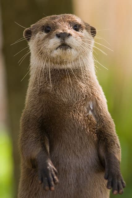 Otter Doug Flickr