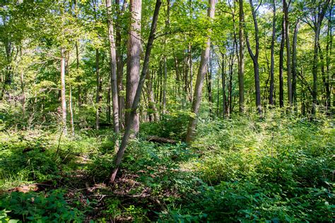 Woodland Bog Nature Preserve June 21 2017 Bloomington Indiana