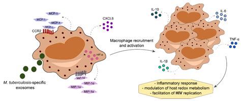 Life Free Full Text Systemic Inflammation Associated With Immune