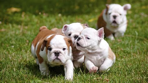 10 Reasons why English Bulldog puppies are the cutest things ever