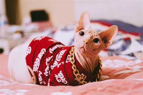 30 Fun Sphynx Cat Facts To Make You Purr