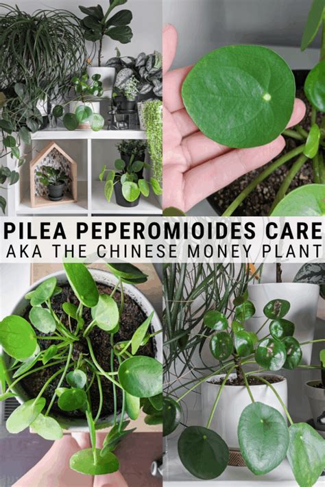 Pilea Peperomioides Care Aka The Chinese Money Plant Plants