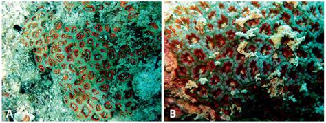 Micromussa Indiana A Newly Described Species Of Colorful Lps Coral
