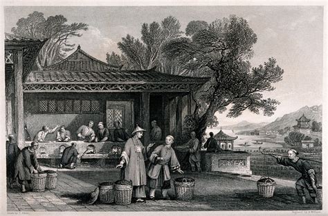 A Chinese Tea Plantation With Workers Carrying And Firing The Tea