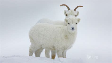 Dall Sheep Yukon Canada 2016 Bing Desktop Wallpaper