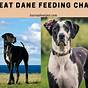 Feeding Great Dane Food Chart