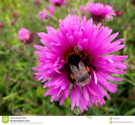 Bumblebee On Astra Stock Photo Image Of Flowers Beautiful 47057884