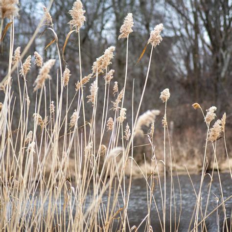 Dry Cattails On Late Winter Pond Plantandjungle