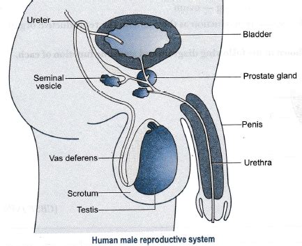 In all, there are believed to be 80 organs in your body, all serving different functions and uses. Draw a labelled diagram of a human male reproductive system. - Sarthaks eConnect | Largest ...