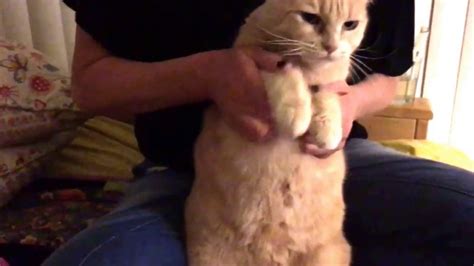 Fat Cat Dances To Song Youtube