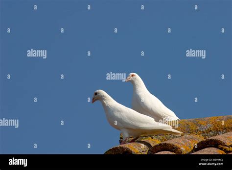 White Pigeons Hi Res Stock Photography And Images Alamy