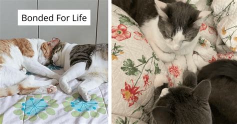 15 Pairs Of Bonded Cats That Are Furrever Attached At The Hip I Can