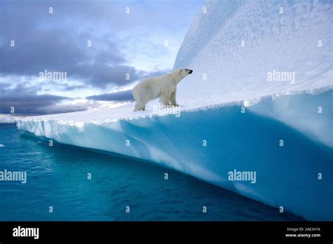Polar Bear Ursus Maritimus On An Iceberg In Northwest Fjord In