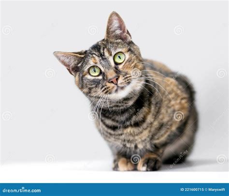 A Shorthair Cat Crouching And Looking With A Head Tilt Stock Image